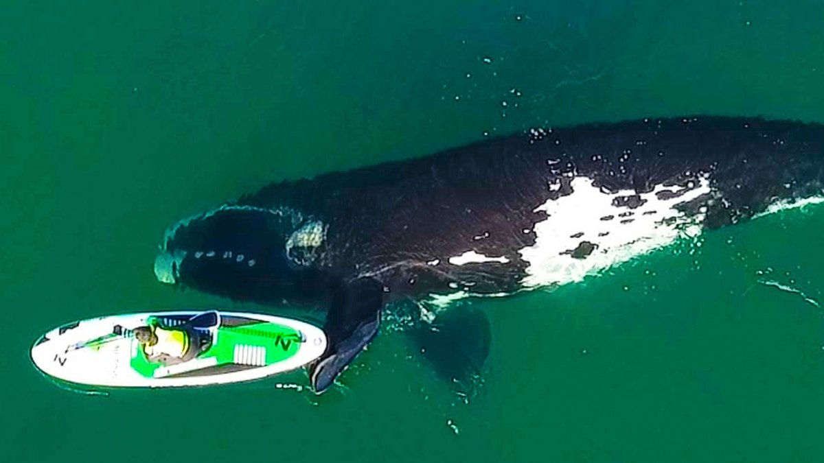 Североатлантический гладкий кит