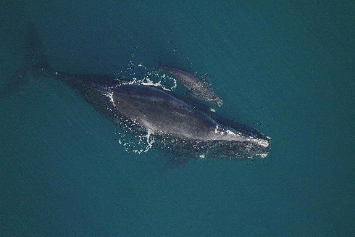 Японский кит Eubalaena japonica
