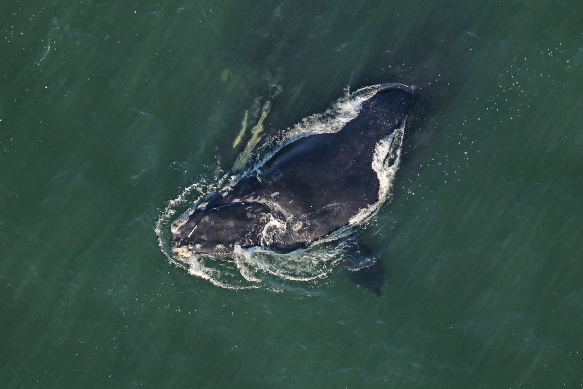 Яйца Северного гладкого кита