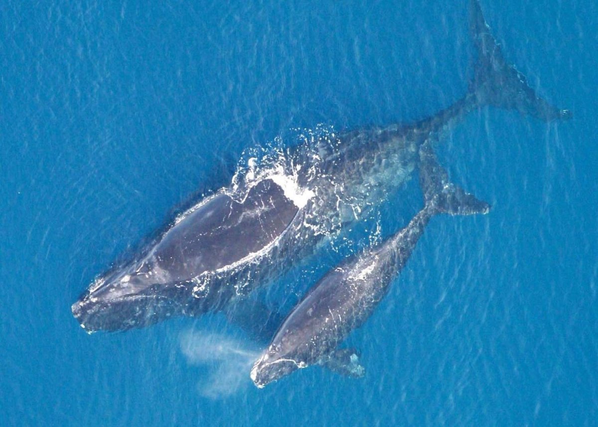 Японский гладкий кит