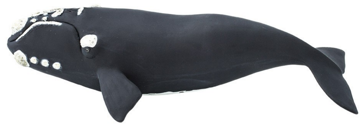 Североатлантический гладкий кит