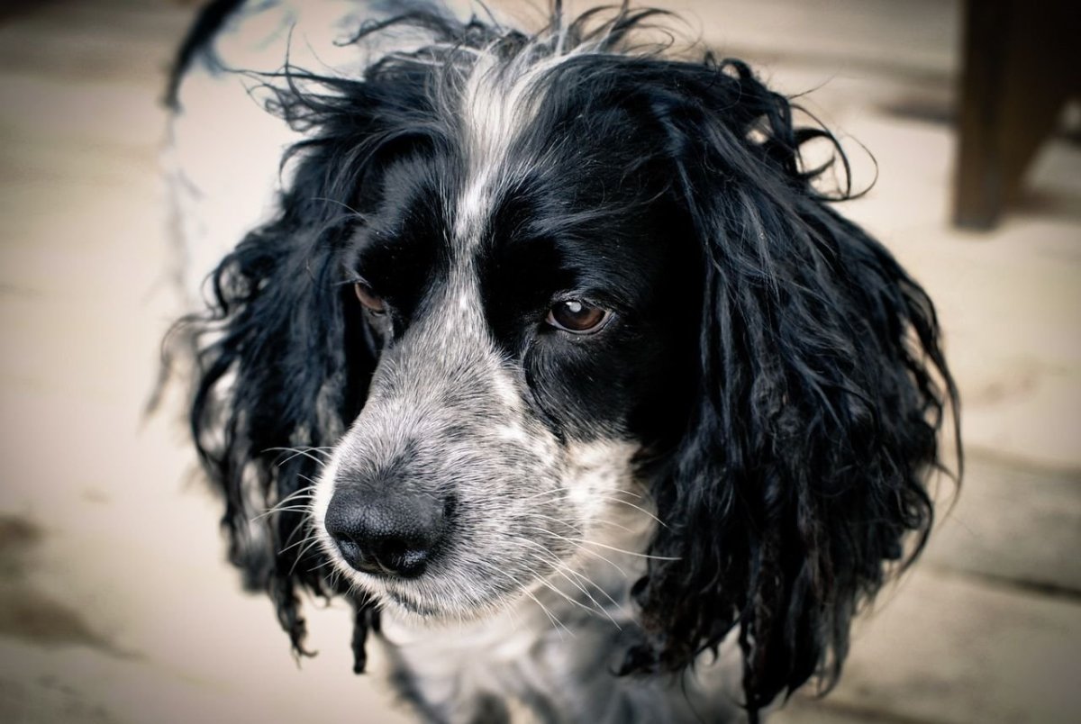 Ирландский красный сеттер