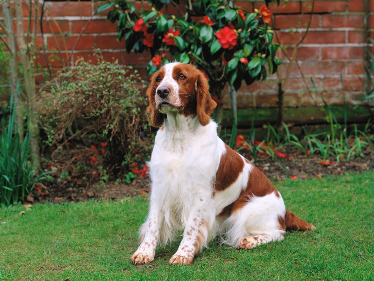 Кокер спаниель французский