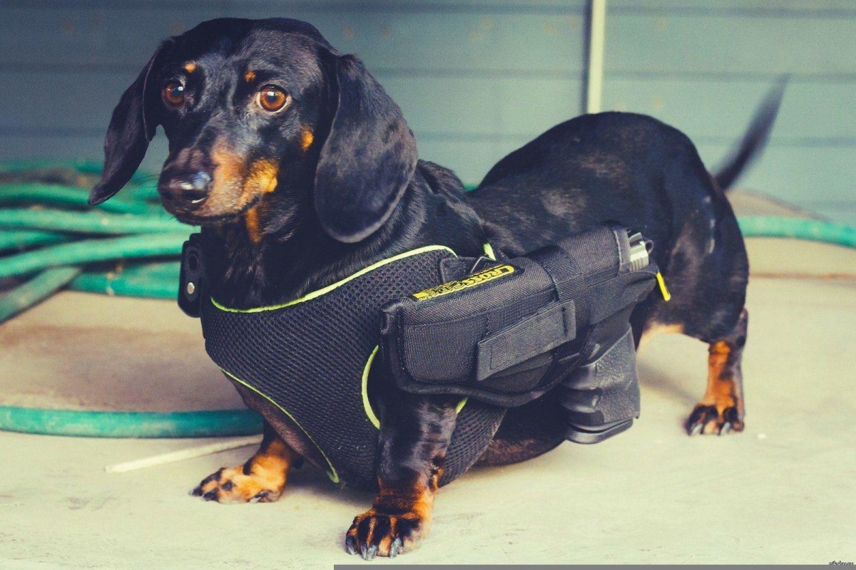 Прямошерстный ретривер флэт