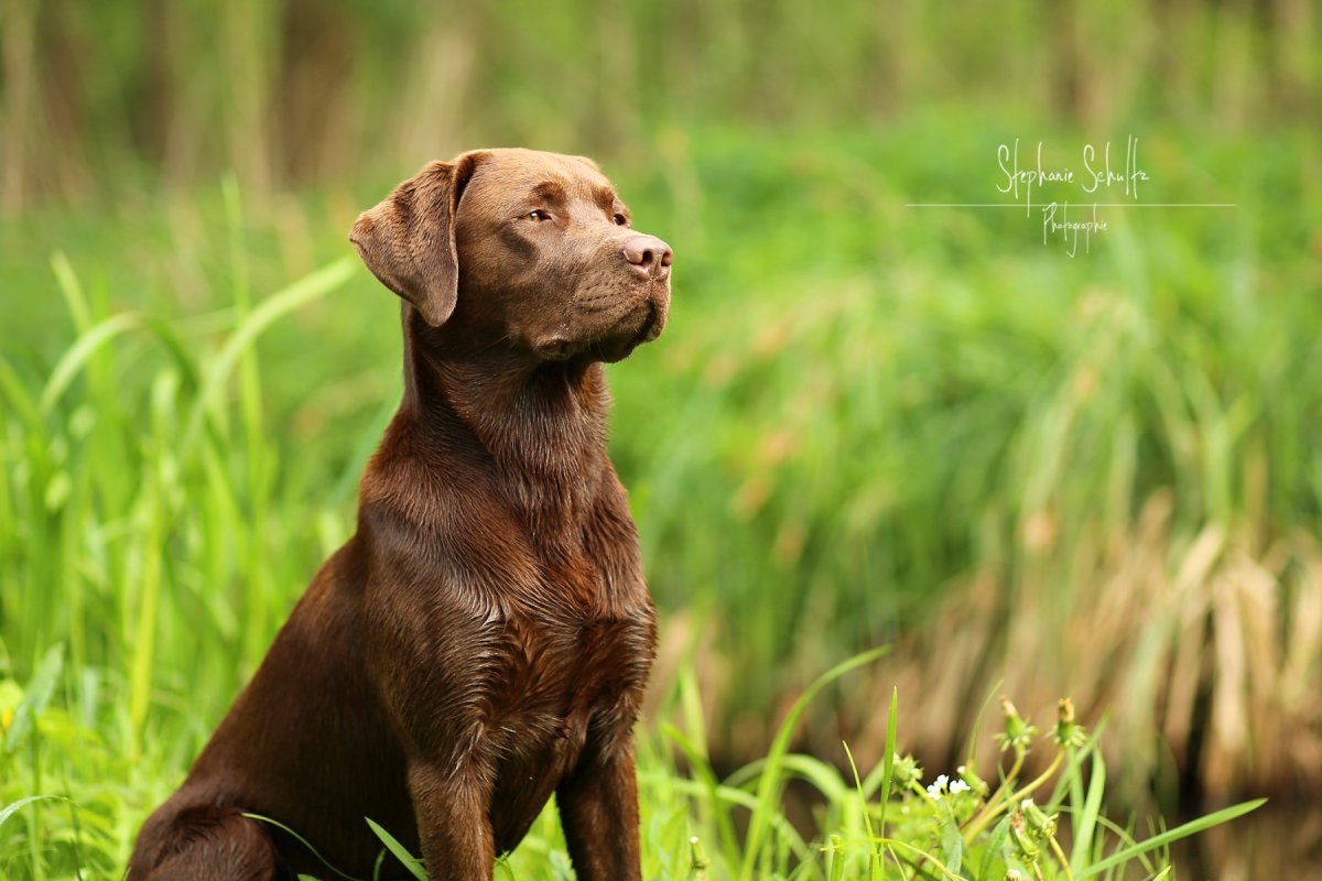Лабрадор ретривер коричневый