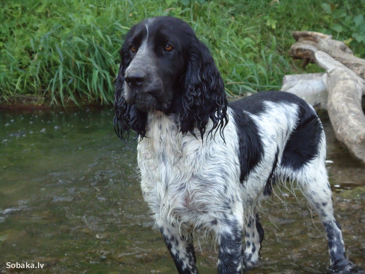 Английский сеттер спаниель