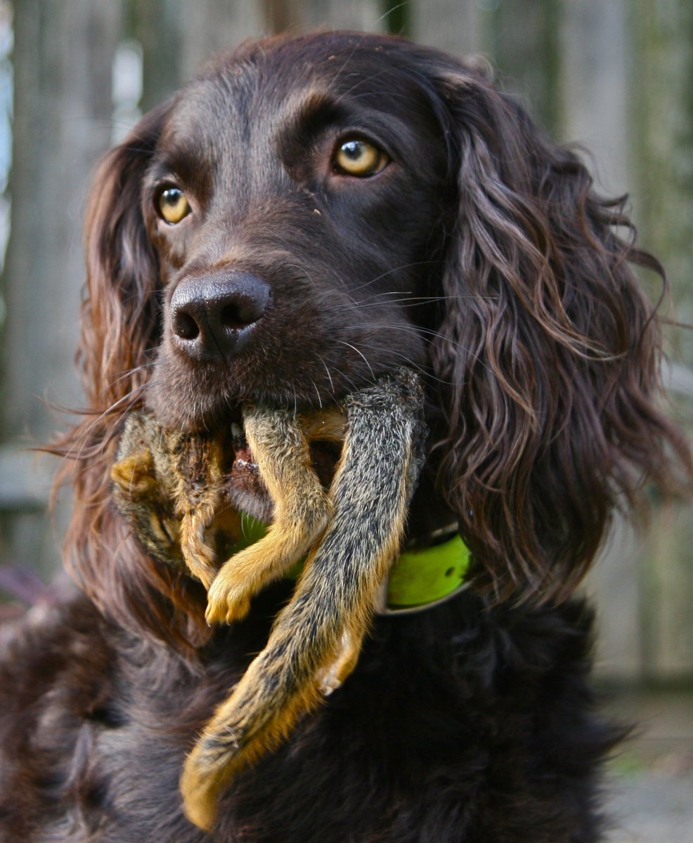 Курцхаар в воде фото