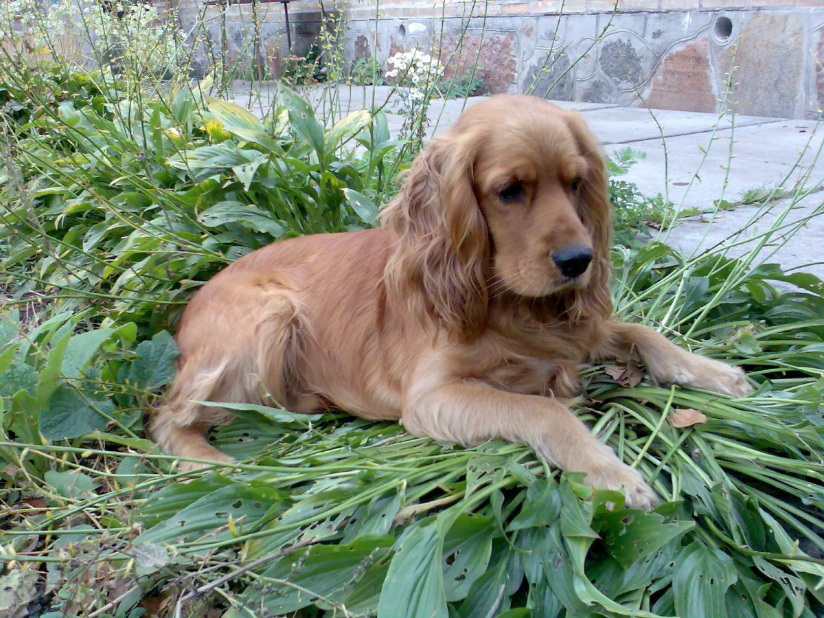 Собаки на зеленом свете