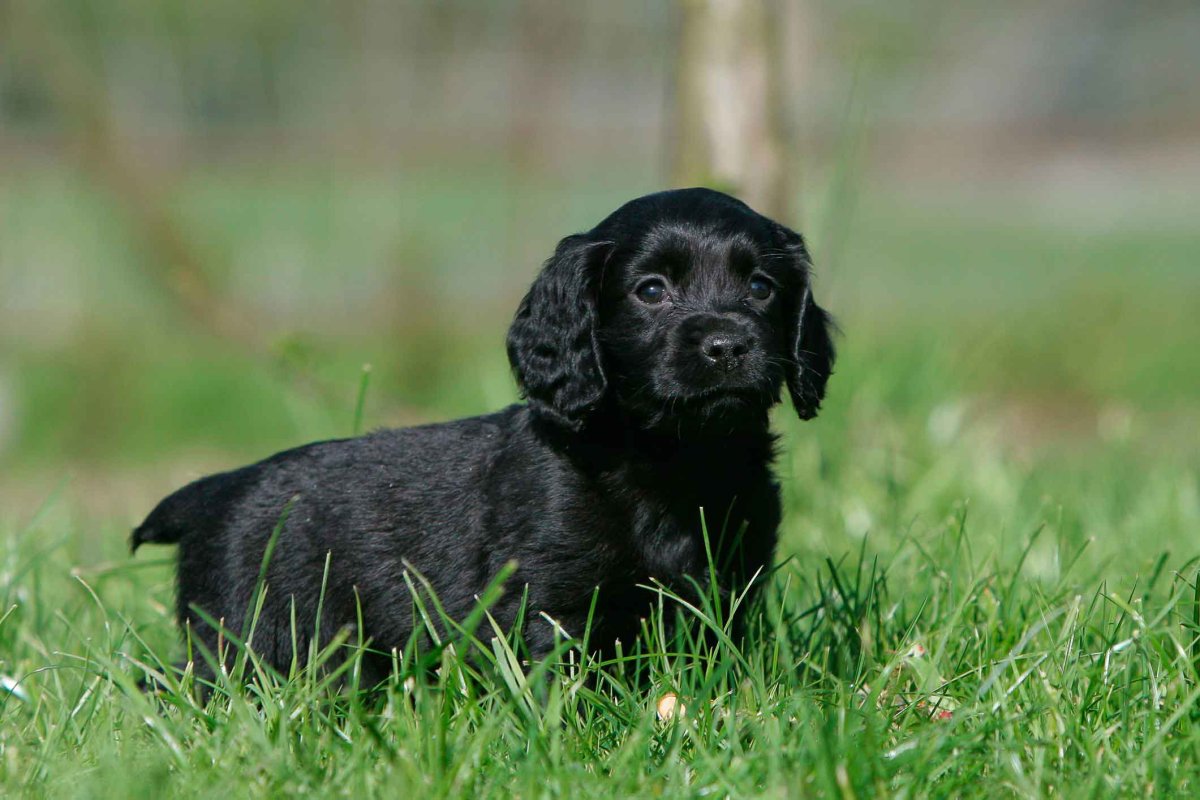 Собака утятница порода