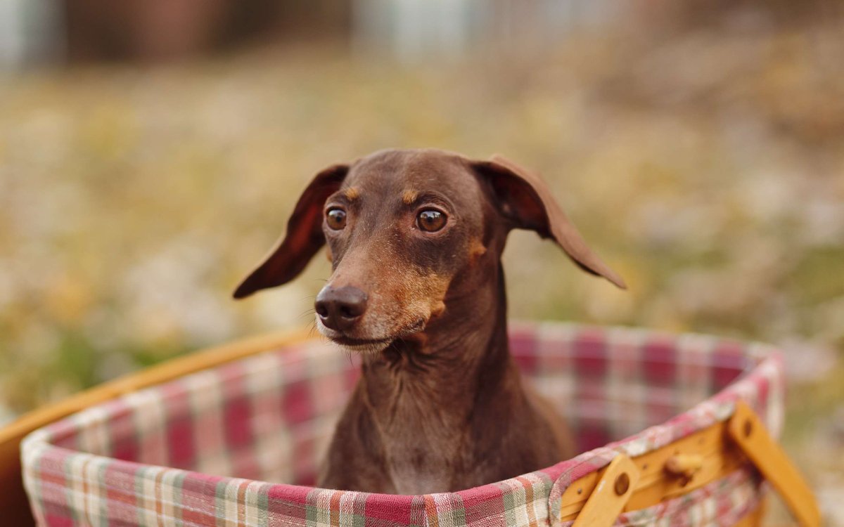 Небольшая красивая дружелюбная собака