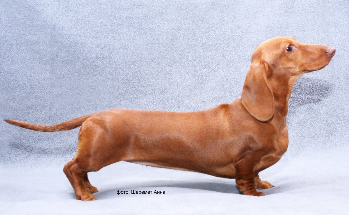 Вель спрингер спаниель