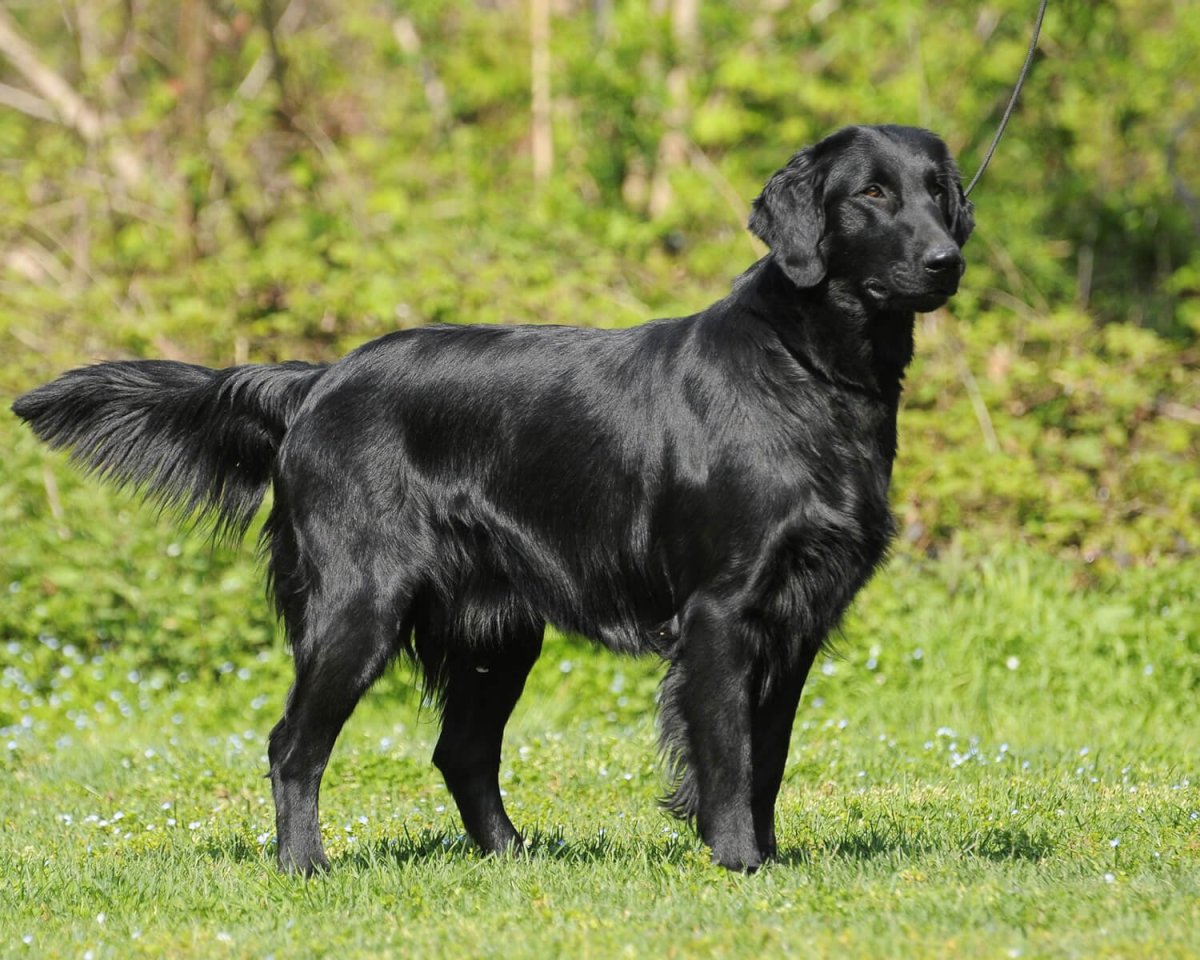 Немецкая охотничья собака Курцхаар