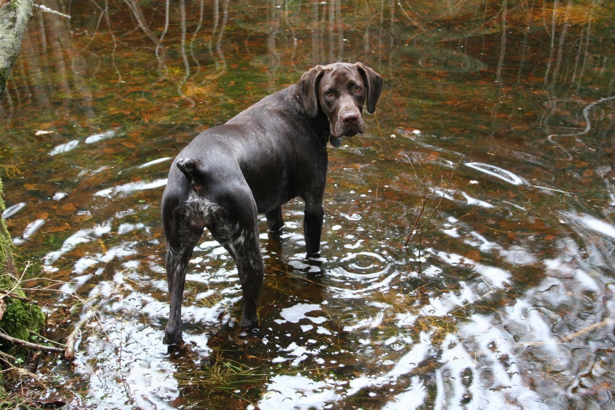 Траловый лабрадор ретривер