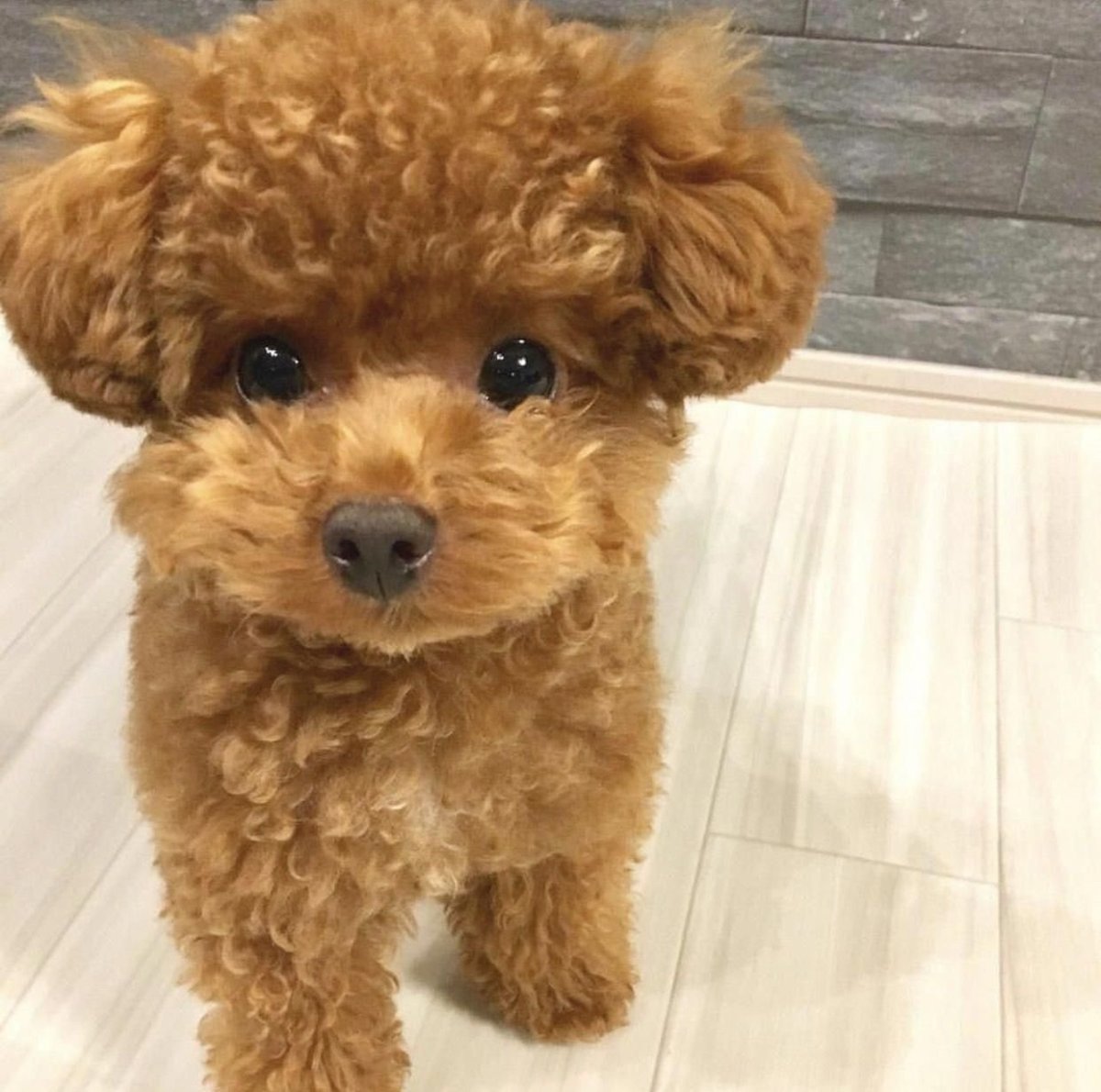 Карликовый пудель мальтипу