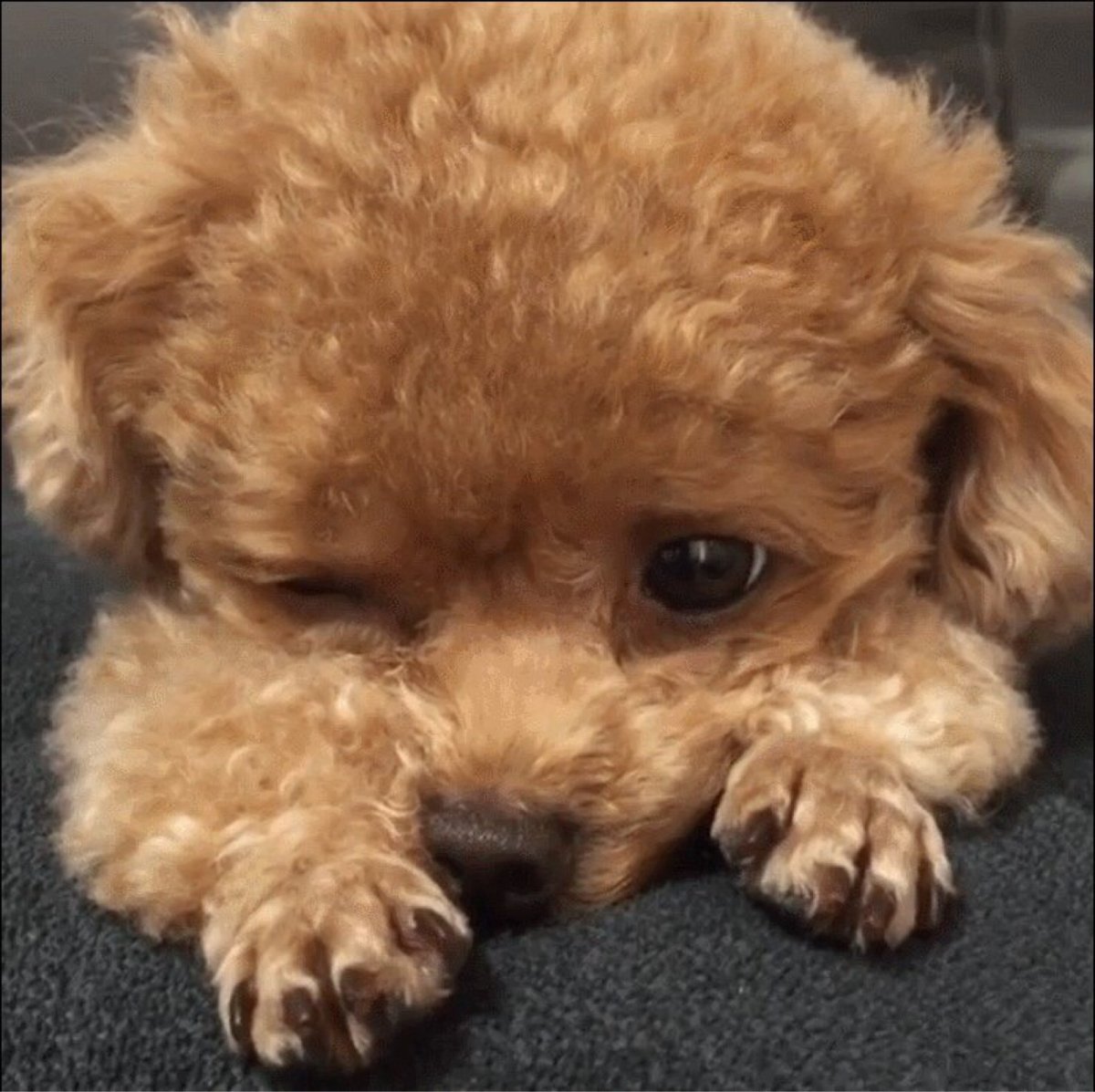 Карликовый пудель мальтипу