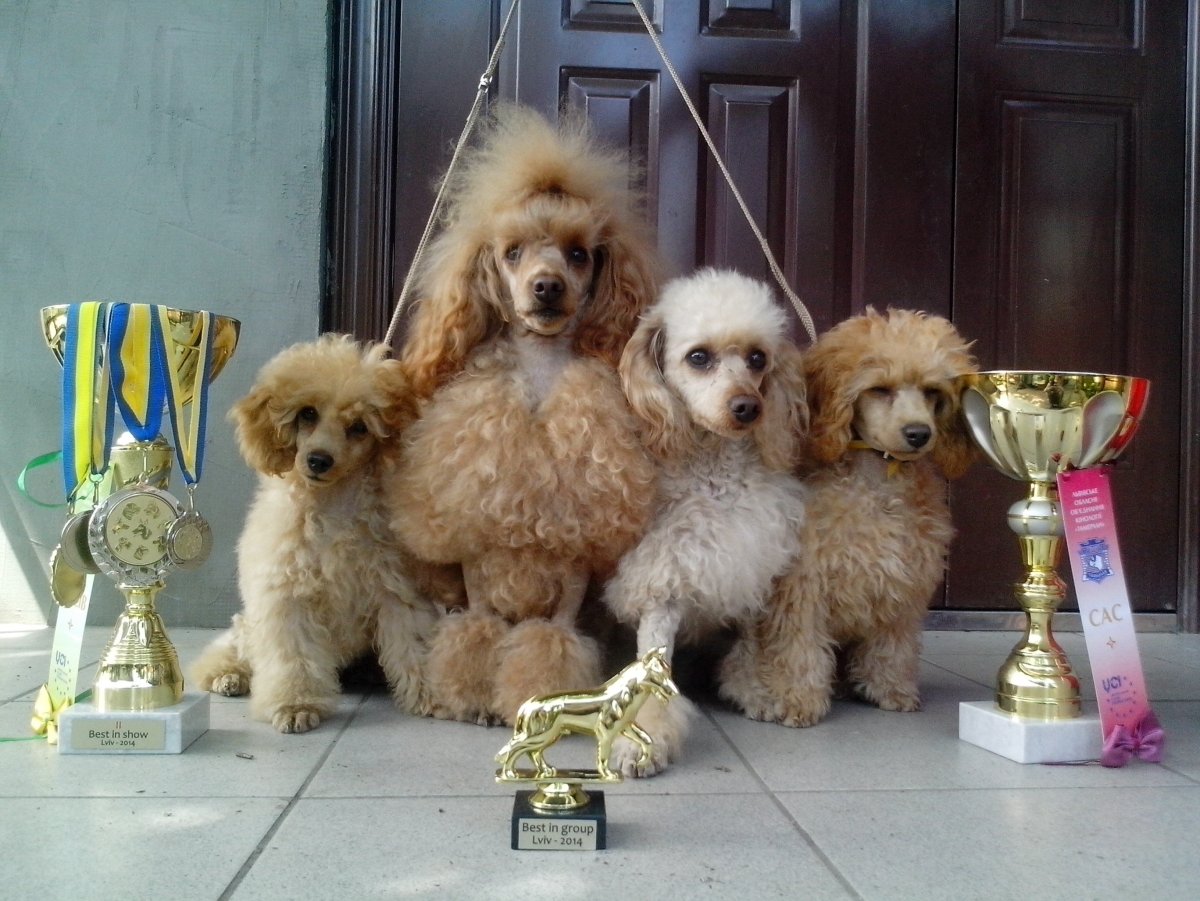 Той пудель мальтипу