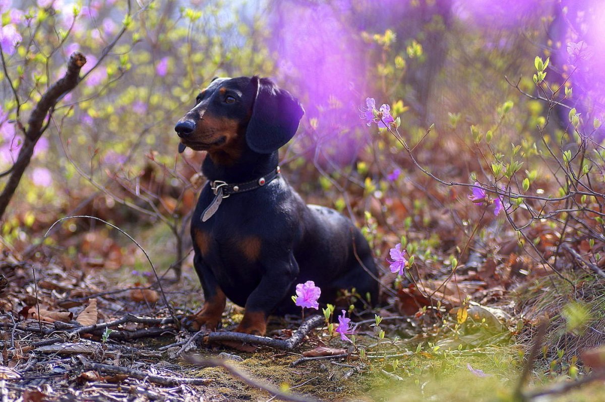 Лабрадор черны1