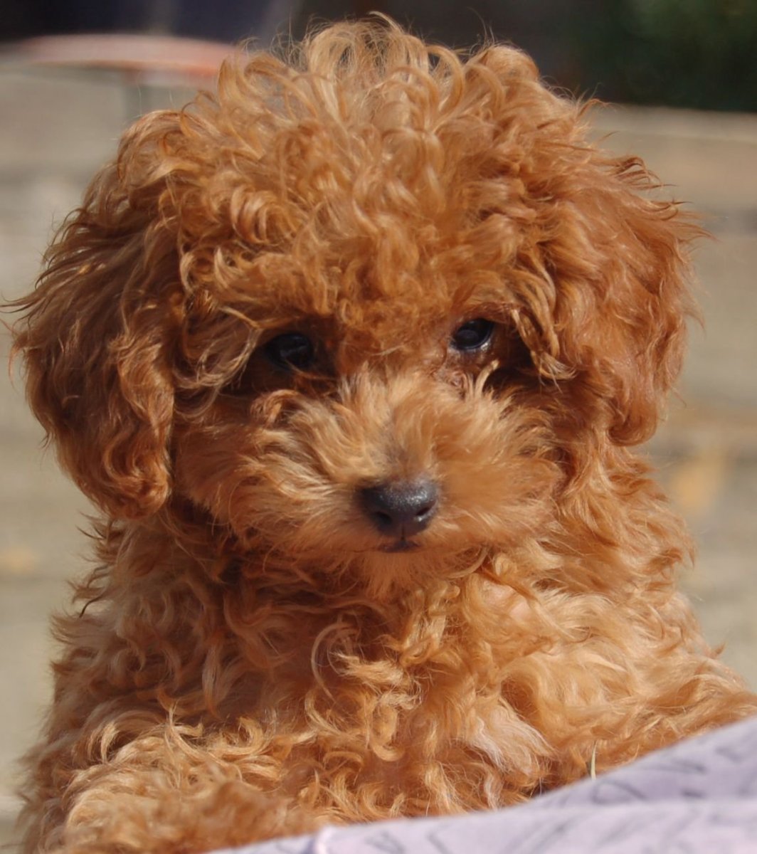 Карликовый пудель Мульти ПУ