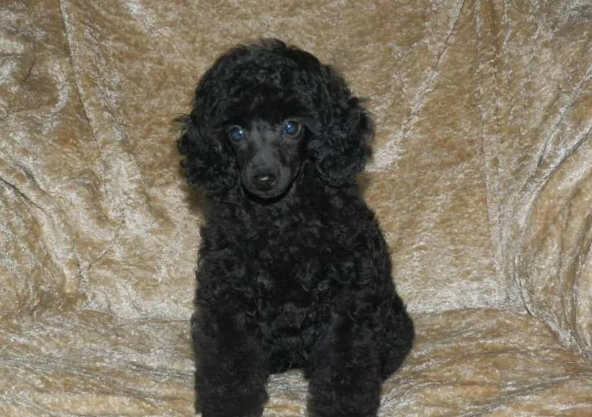 Карликовый пудель нестриженный