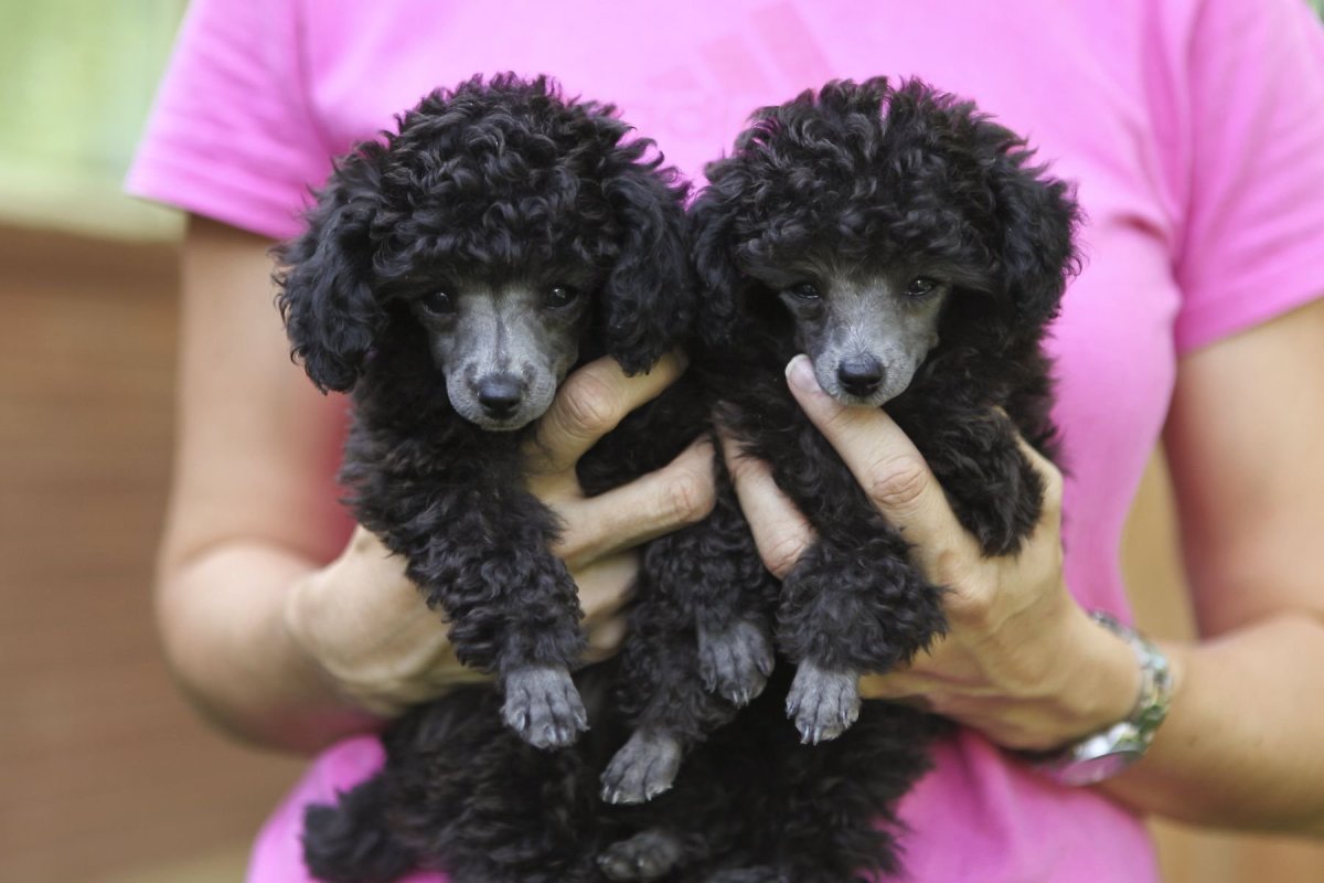 Карликовый пудель Тикап