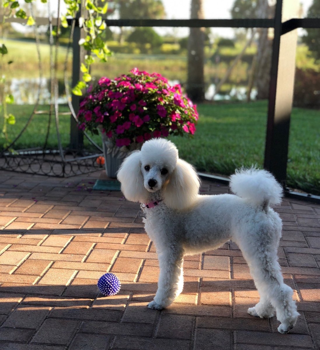 Карликовый пудель мальтипу