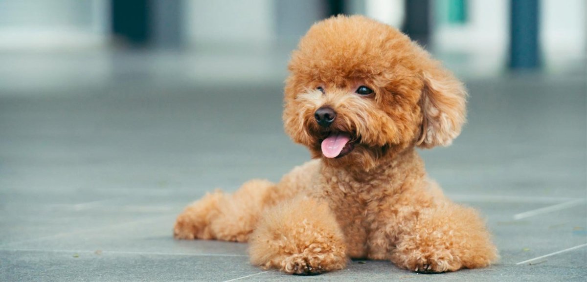 Японский карликовый пудель