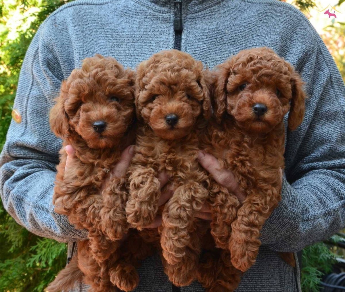 Риччи той пудель