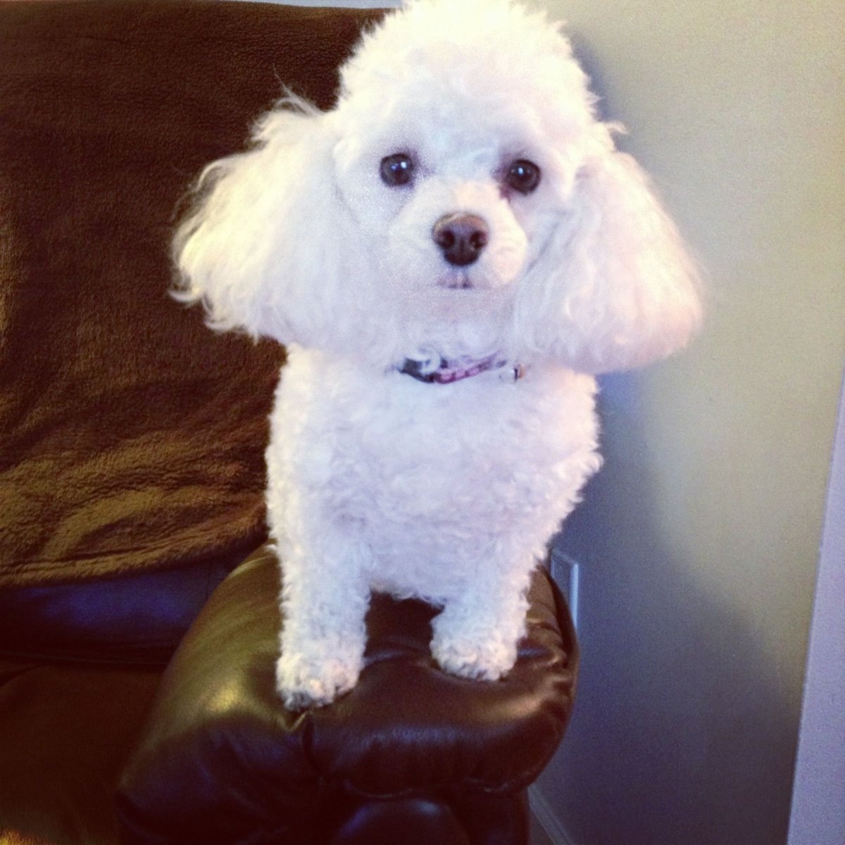 Щенки пуделя с мамой