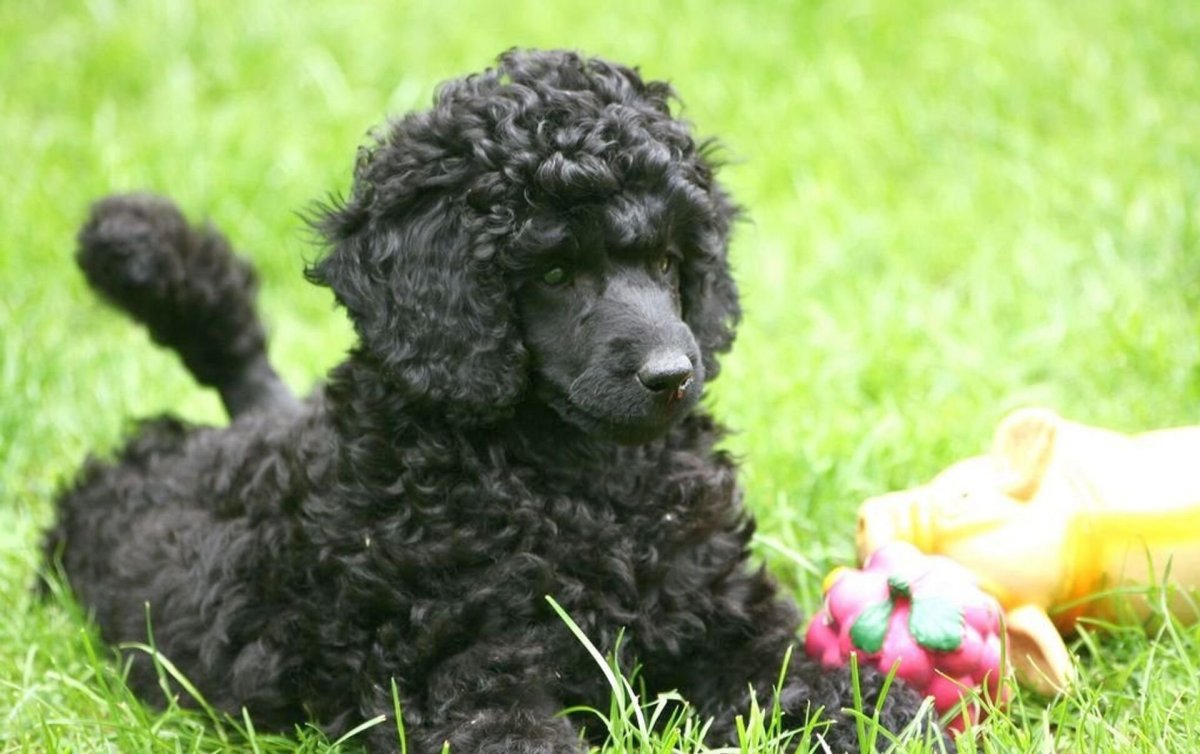 Померанский пудель