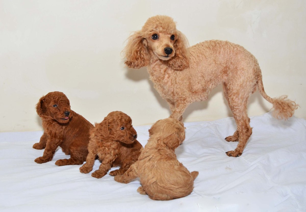 Карликовый пудель микро