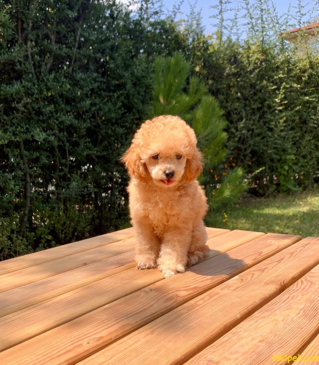 Мальтипу собака