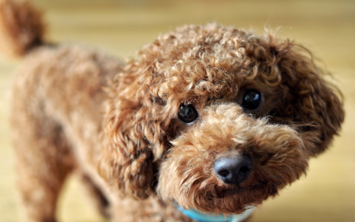 Пудель мальтипу маленький