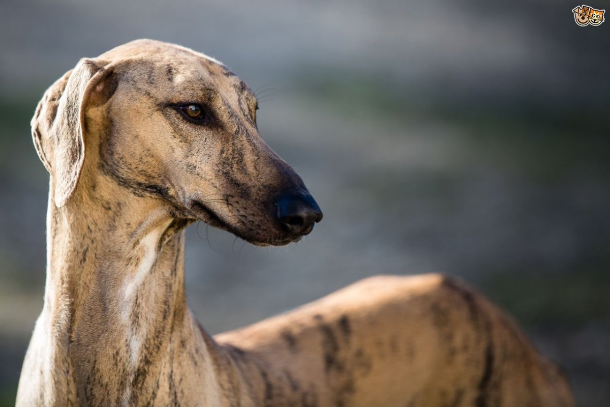 Борзая Грейхаунд хаунд