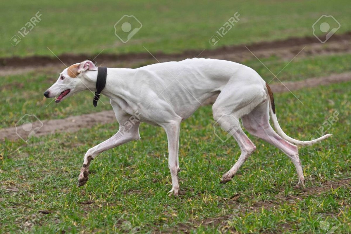 Борзая с рёбрами