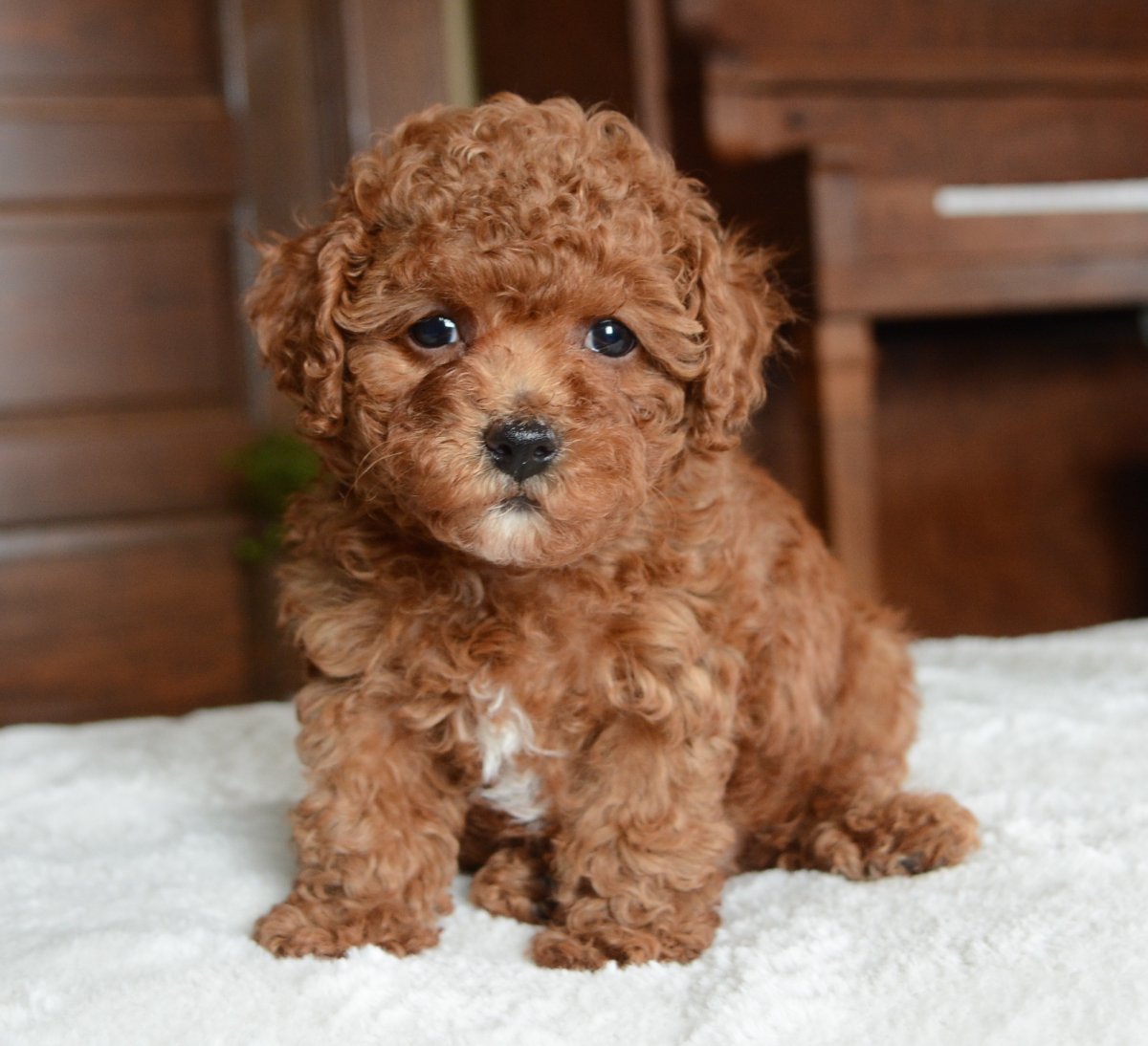 Карликовый пудель мальтипу