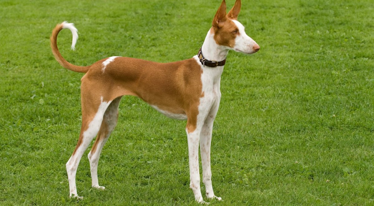 Поденко ибиценко порода