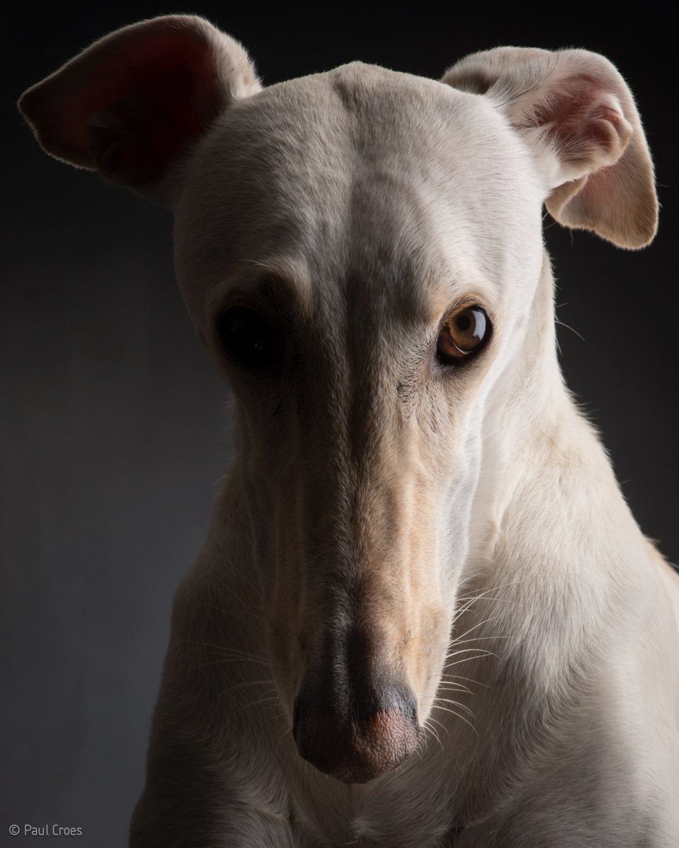 Борзые гладкошерстный собаки