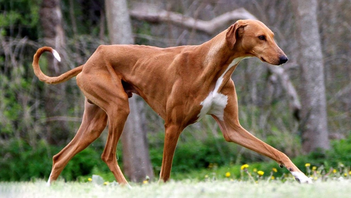 Борзая Азавак