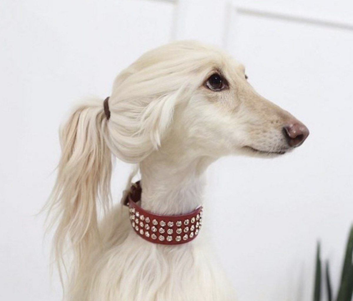 Афганская борзая лысая