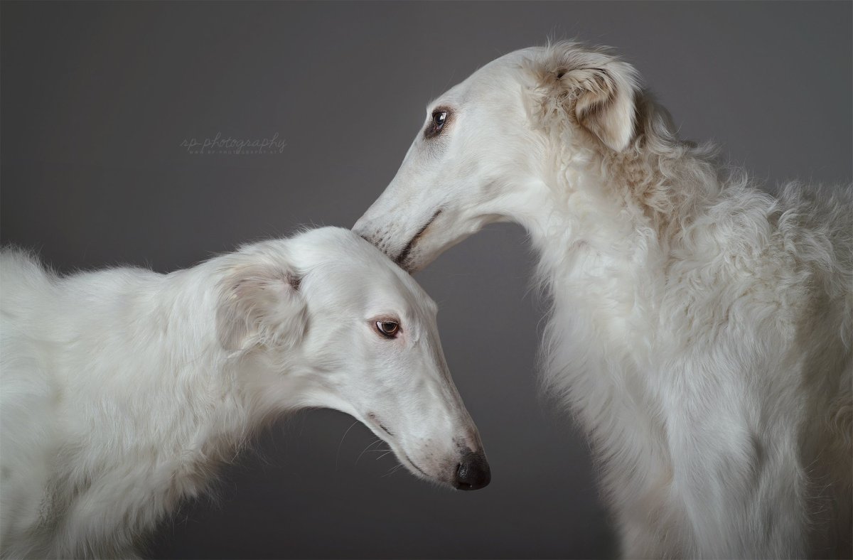 Русская псовая борзая Эстетика