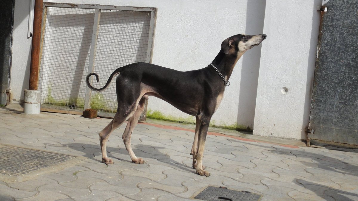 Южноиндийская борзая Канни