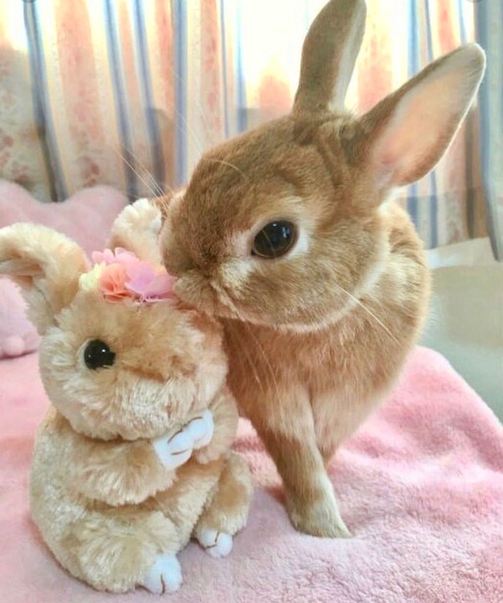 Кролик Эстетика