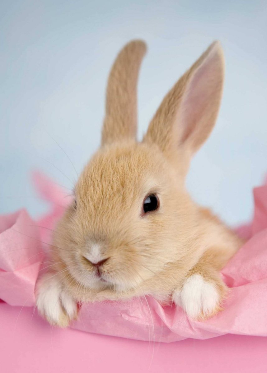 Заяц Эстетика