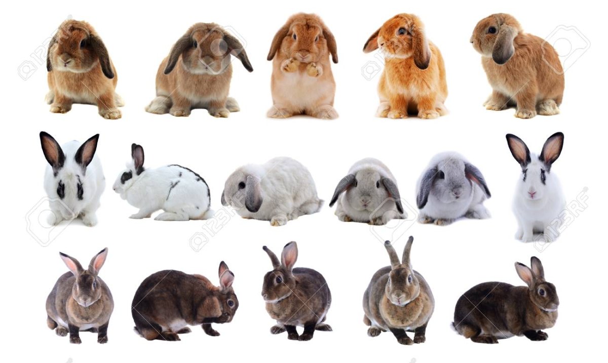 Разноцветные зайчики