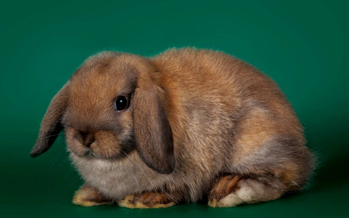 Милый кролик