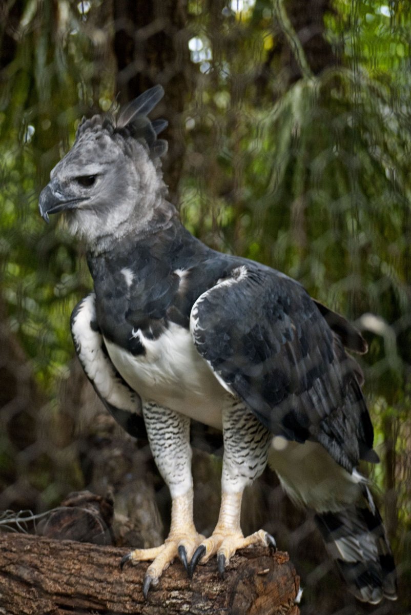 Южноафриканская Гарпия