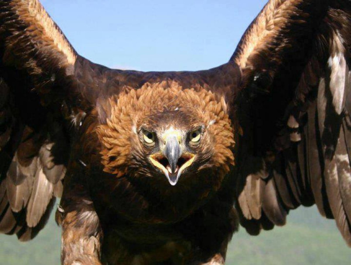 Беркут ястреб Коршун