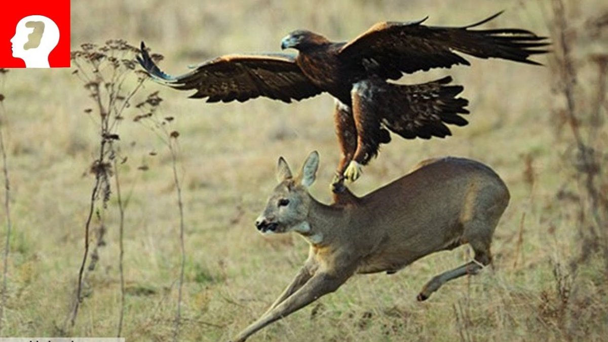 Орёл-Беркут с добычей