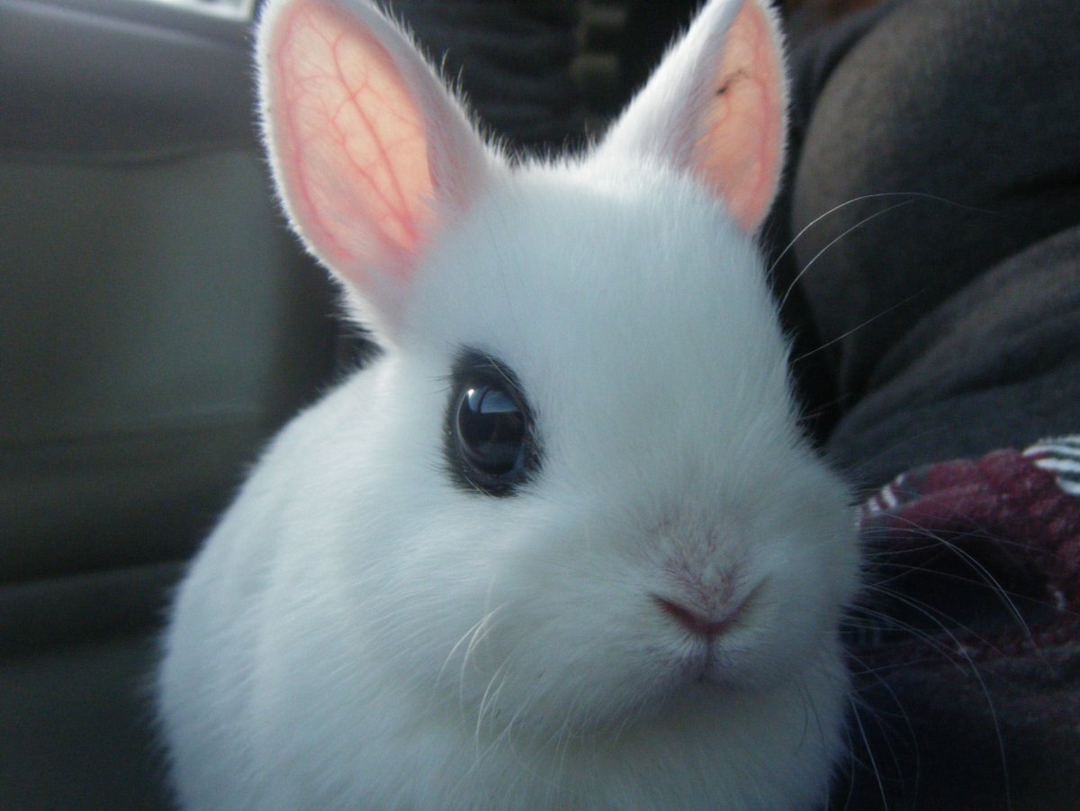 Holland lop кролик