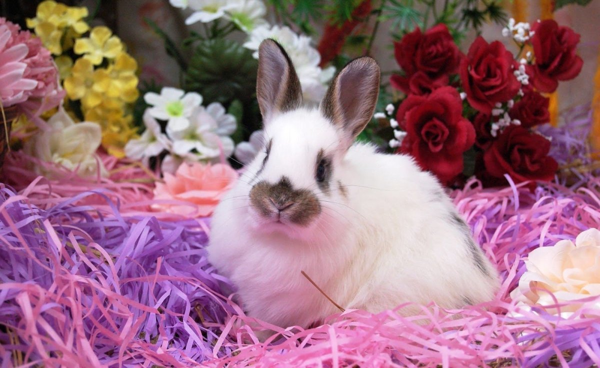 Кролики домашние